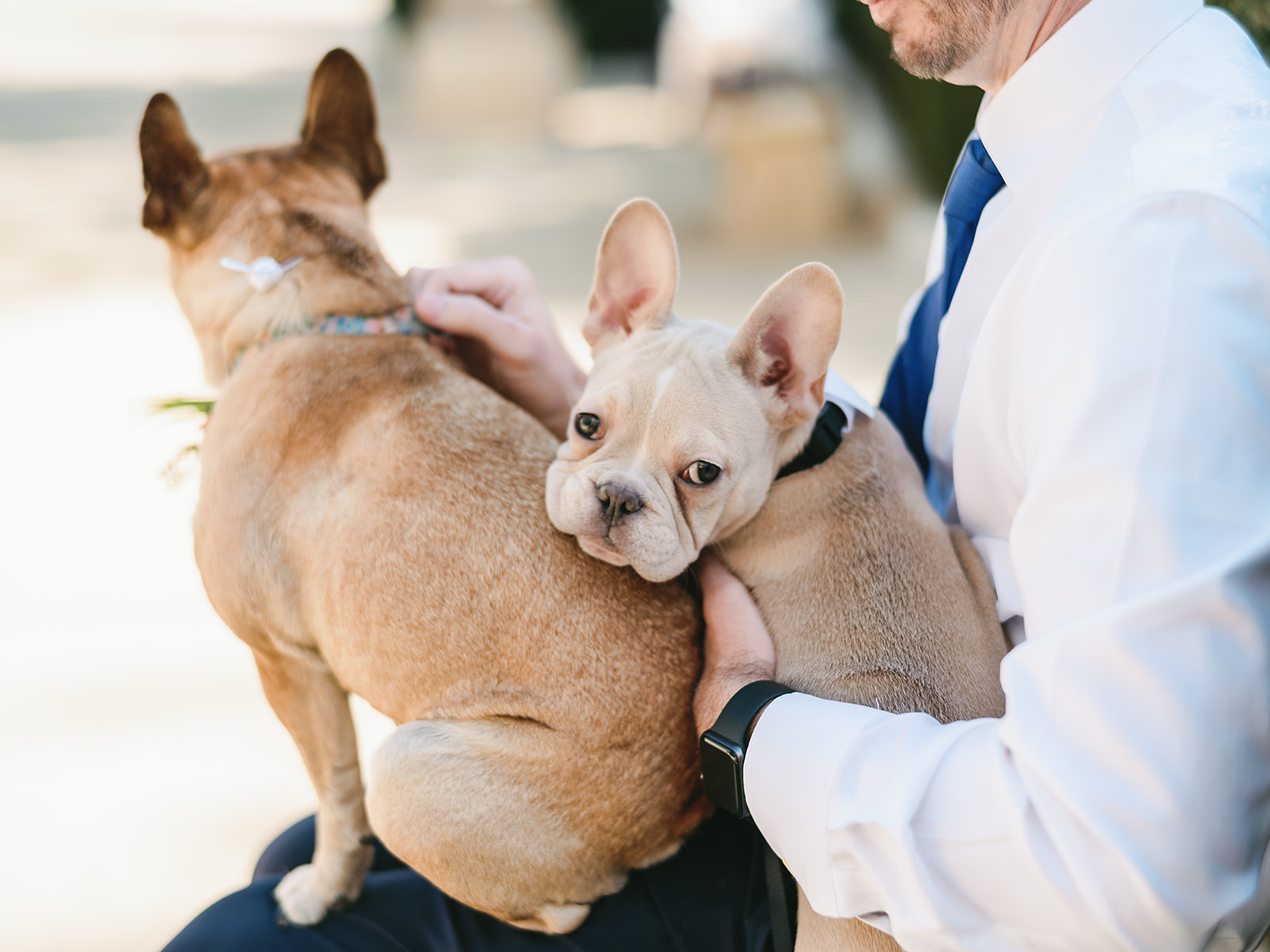 Pasadena City Hall - Elopement